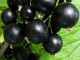 Ríbezľa čierna (Ribes nigrum) BALSGARD MARTIN (krík)