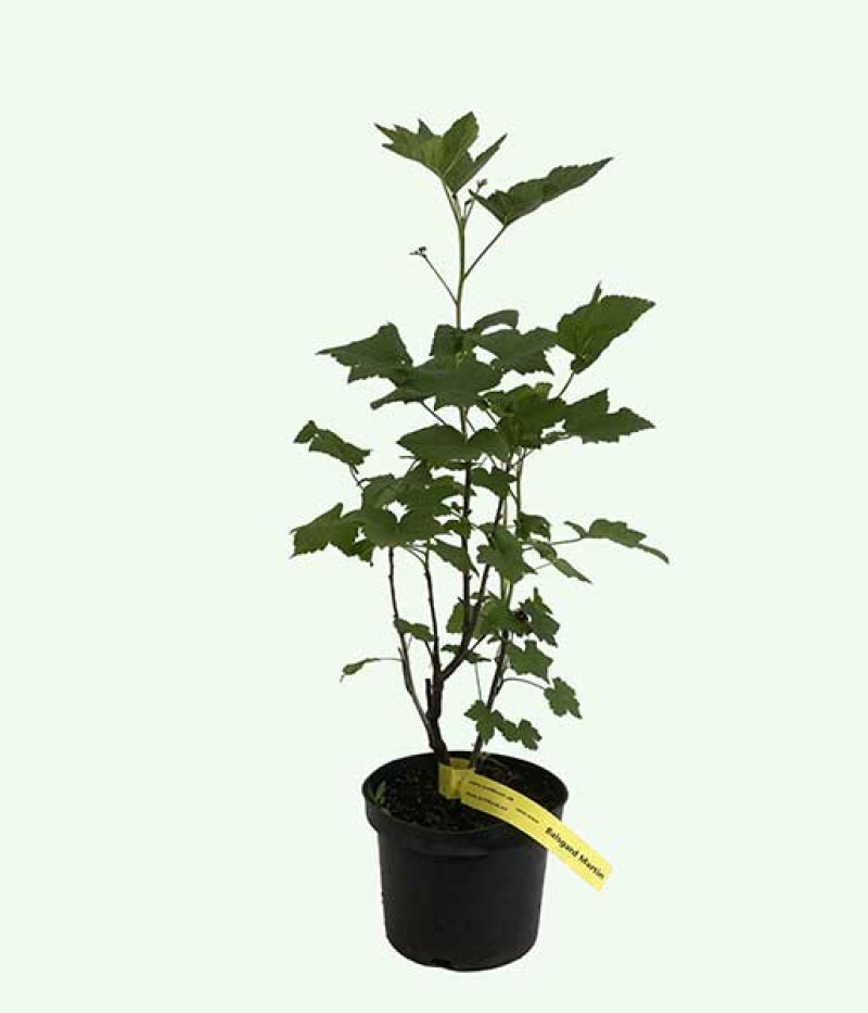 Ríbezľa čierna (Ribes nigrum) BALSGARD MARTIN (krík) - Tutifruti SK