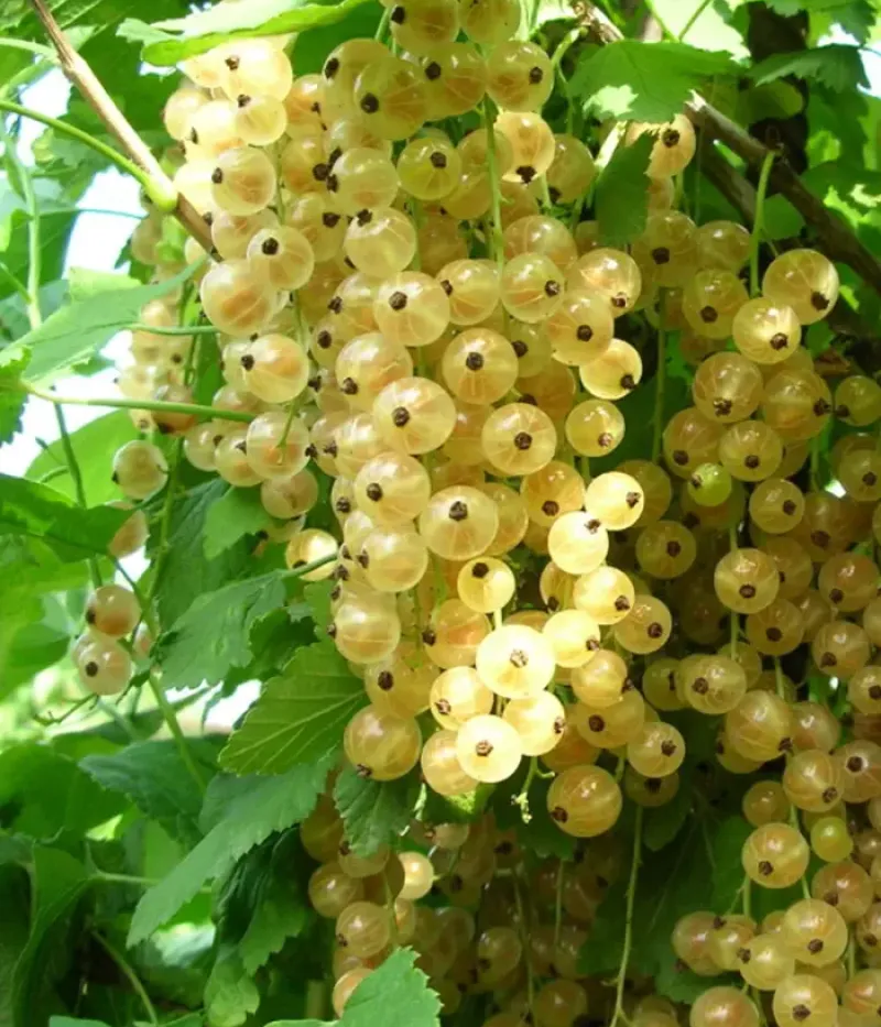 Ríbezľa biela (Ribes sativa) BAYANA - Tutifruti, s.r.o.