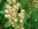 Ríbezľa biela (Ribes sativa) BLANKA (krík)