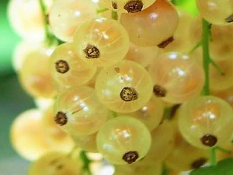 Ríbezľa biela (Ribes sativa) BIELA Z JUTEBORGU