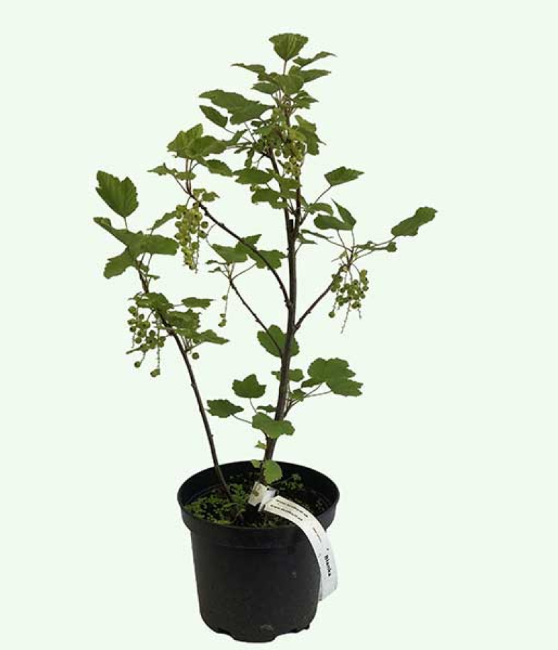 Black Currant (Ribes nigrum) WYMPIEL - Tutifruti SK