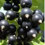 Ríbezľa čierna (Ribes nigrum) CHERESHNEVAYA