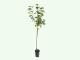 Ríbezľa červená (Ribes rubrum) JONKHEER VAN TETS (stromček)