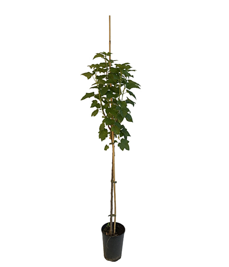 Ríbezľa čierna (Ribes nigrum) BEN CONAN (stromček) - SK Matej Hornák