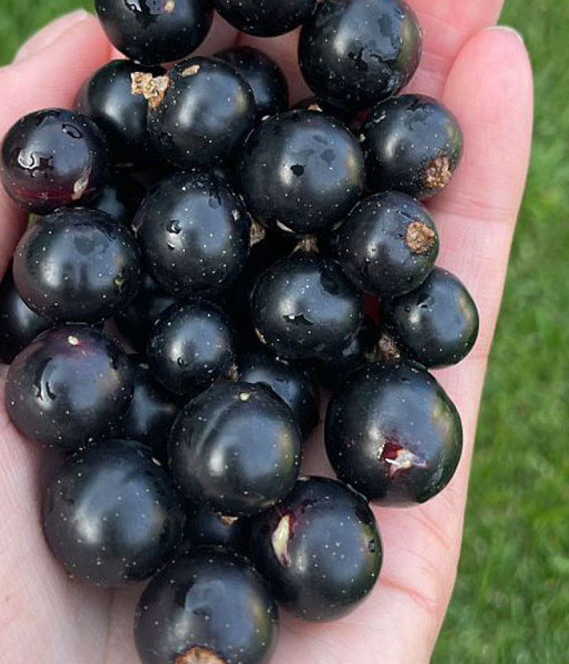 Ríbezľa čierna (Ribes nigrum) BEN CONAN (stromček) - SK Matej Hornák