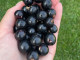 Ríbezľa čierna (Ribes nigrum) JUBILEJNAJA KOPANIJA (krík)