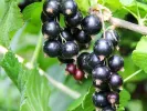 Ríbezľa čierna (Ribes nigrum) BEN CONAN (stromček) - SK Matej Hornák