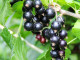 Ríbezľa čierna (Ribes nigrum) JUBILEJNAJA KOPANIJA (stromček)