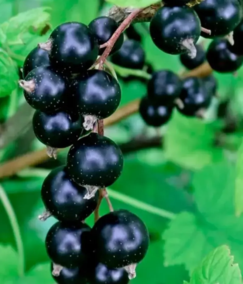 Ríbezľa čierna (Ribes nigrum) KATYUSHA - Tutifruti, s.r.o.