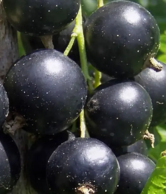 Ríbezľa čierna (Ribes nigrum) LENINGRADSKIJ VELIKAN - Tutifruti, s.r.o.
