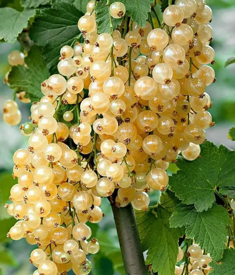 Ríbezľa biela (Ribes sativa) MARGARITAR - Tutifruti, s.r.o.