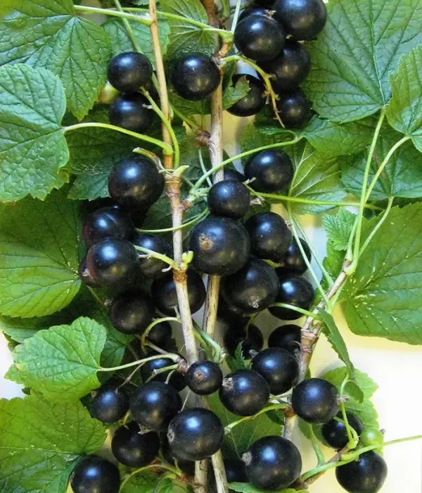 Ríbezľa čierna (Ribes nigrum) MINAI SHMYREV