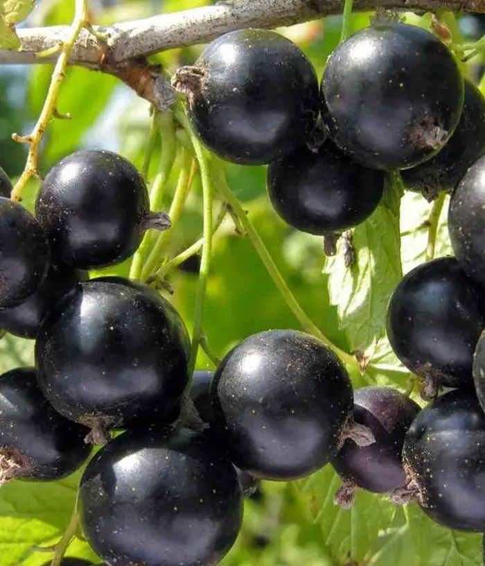 Ríbezľa čierna (Ribes nigrum) PAMJATI VAVILOVA - Tutifruti, s.r.o.