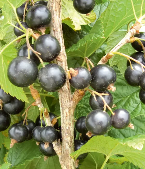 Black Currant (Ribes nigrum) VIKTOR