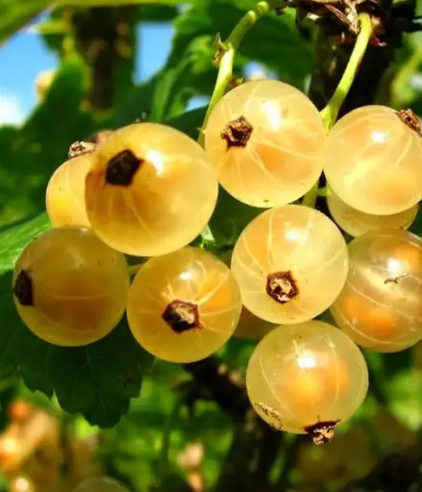 White Currant (Ribes sativa) VALKO