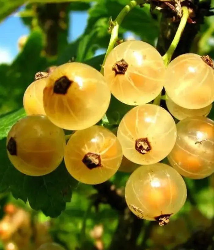 Ríbezľa biela (Ribes sativa) VALKO - Tutifruti, s.r.o.