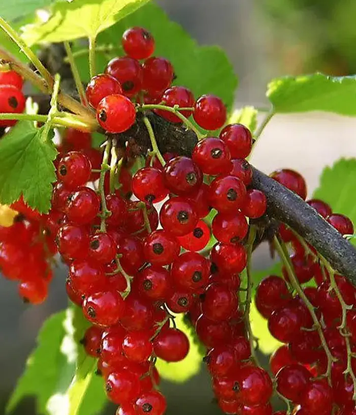 Ríbezľa červená (Ribes rubrum) NIVA - Tutifruti, s.r.o.