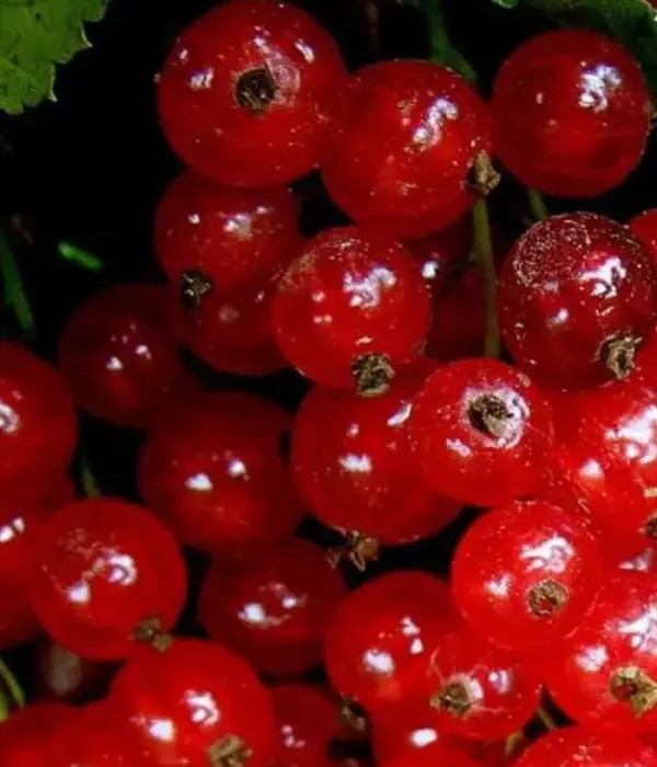 Ríbezľa červená (Ribes rubrum) ORLOVSKAYA ZVEZDA