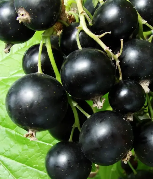 Ríbezľa čierna (Ribes nigrum) IYUNSKAYA KONDRASHOVOY