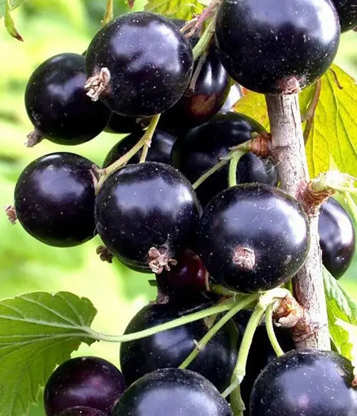 Black Currant (Ribes nigrum) PILOT ALEXANDER MAMKIN
