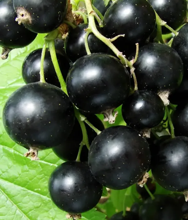 Ríbezľa čierna (Ribes nigrum) SANYUTA