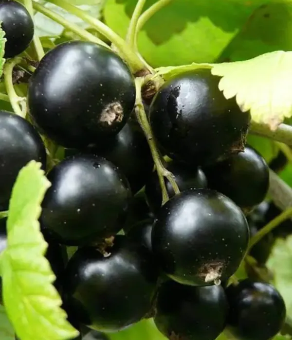 Ríbezľa čierna (Ribes nigrum) VERNISAZH