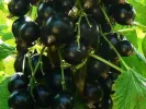 Ríbezľa čierna (Ribes nigrum) YADRENAYA - Tutifruti, s.r.o.