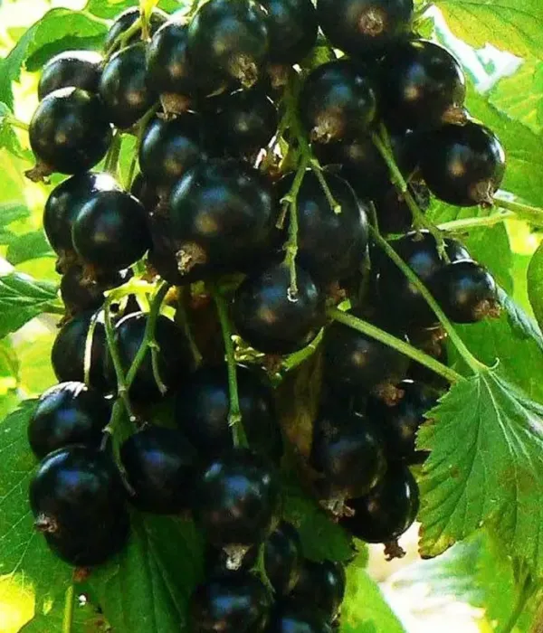 Ríbezľa čierna (Ribes nigrum) YADRENAYA