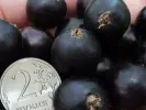 Ríbezľa čierna (Ribes nigrum) YADRENAYA - Tutifruti, s.r.o.