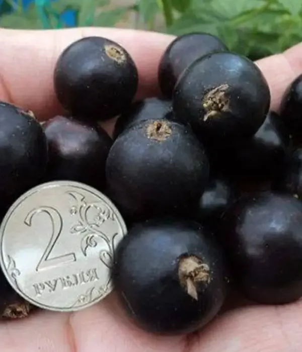 Ríbezľa čierna (Ribes nigrum) YADRENAYA