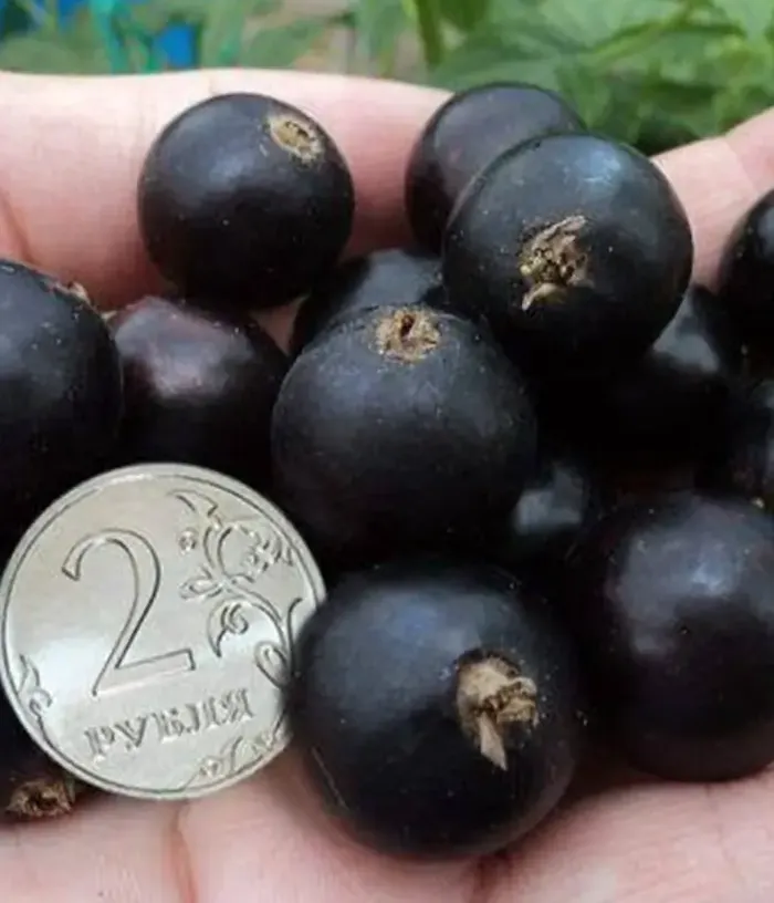 Ríbezľa čierna (Ribes nigrum) YADRENAYA - Tutifruti, s.r.o.