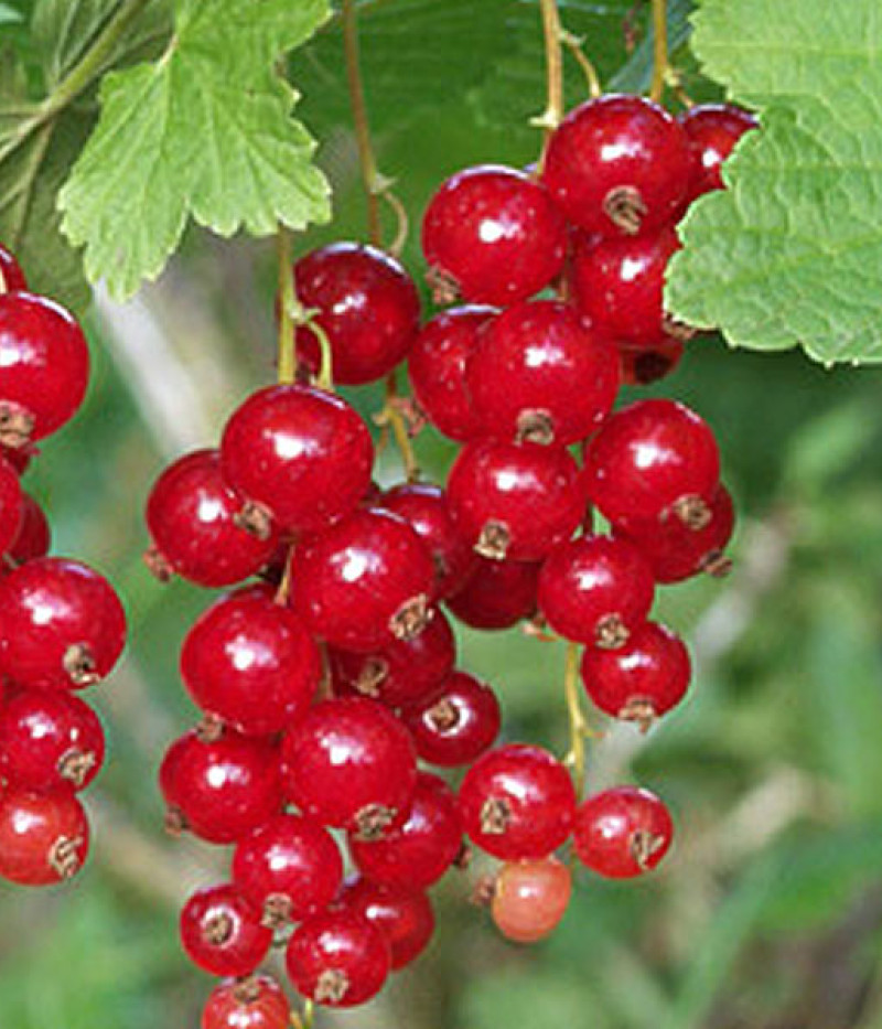 Ríbezľa červená (Ribes rubrum) ROLAN (strom) - Tutifruti, s.r.o.