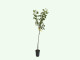 Ríbezľa červená (Ribes rubrum) ROSETTA (stromček)