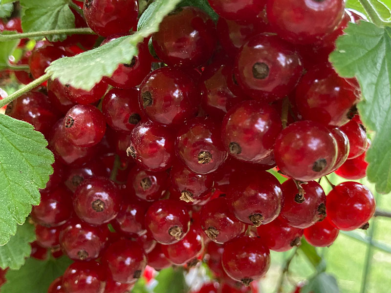 Ríbezľa červená (Ribes rubrum) JONKHEER VAN TETS