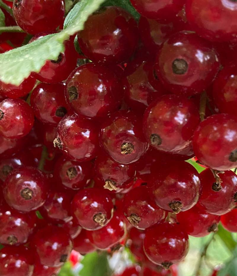 Ríbezľa červená (Ribes rubrum) JONKHEER VAN TETS - Tutifruti SK