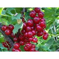 Ríbezľa červená (Ribes rubrum) ROSETTA (stromček)