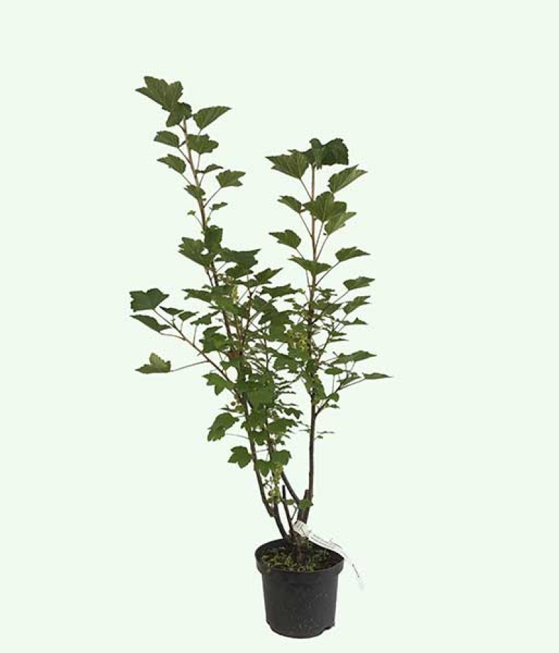 Ríbezľa červená (Ribes rubrum) JONKHEER VAN TETS - Tutifruti SK