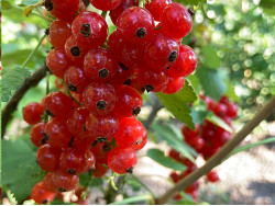 Red Currant ROVADA (shrub)