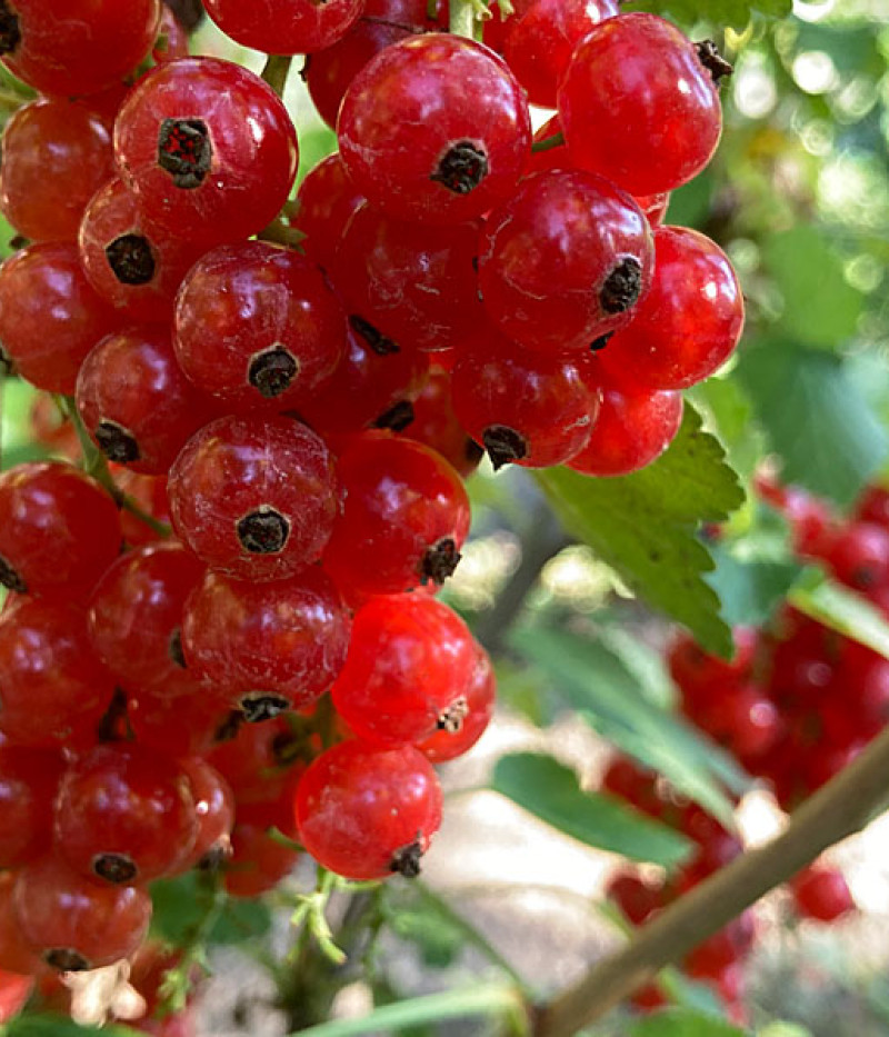 Ríbezľa červená (Ribes rubrum) ROVADA (strom) - Tutifruti, s.r.o.