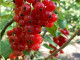 Ríbezľa červená (Ribes rubrum) ROVADA (krík)