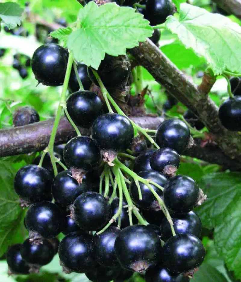 Ríbezľa čierna (Ribes nigrum) SELEČENSKAJA - Tutifruti, s.r.o.
