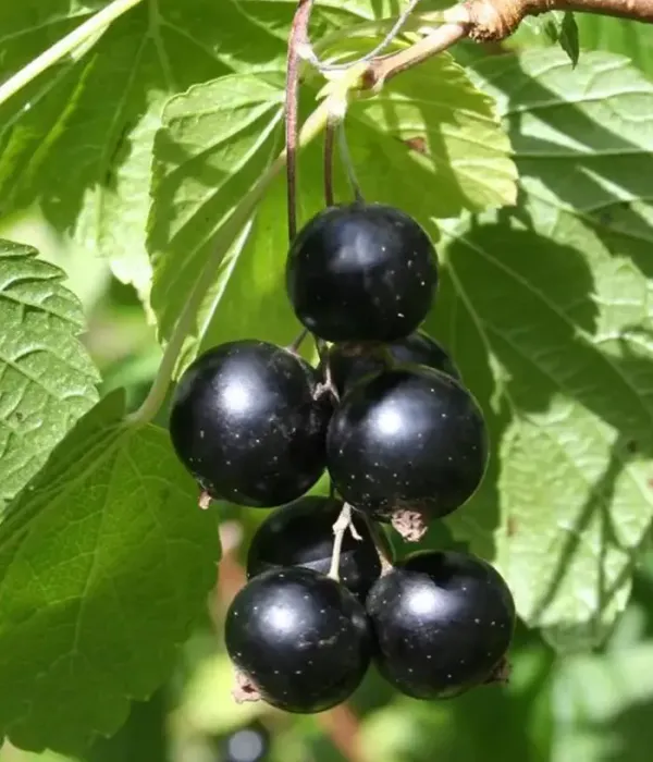 Ríbezľa čierna (Ribes nigrum) STORKLAS