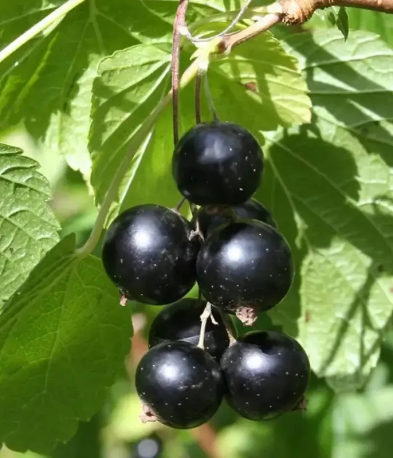 Ríbezľa čierna (Ribes nigrum) STORKLAS - Tutifruti, s.r.o.