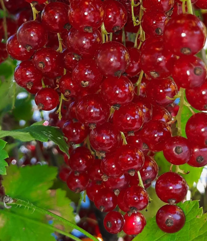 Ríbezľa červená (Ribes rubrum) SVJATOMICHAILIVSKA - Tutifruti SK