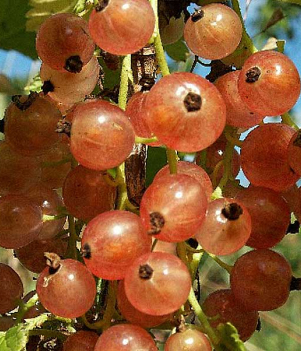 Ríbezľa červená (Ribes rubrum) ULUBIENA LWOWA