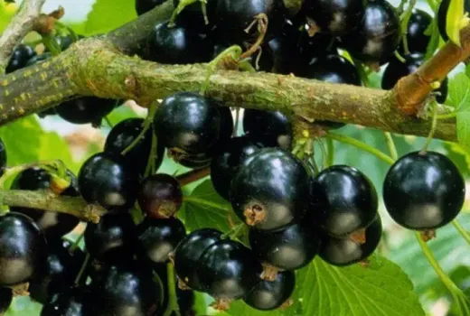 Veľký prehľad ríbezlí 2026: 12 špičkových odrôd z Európy