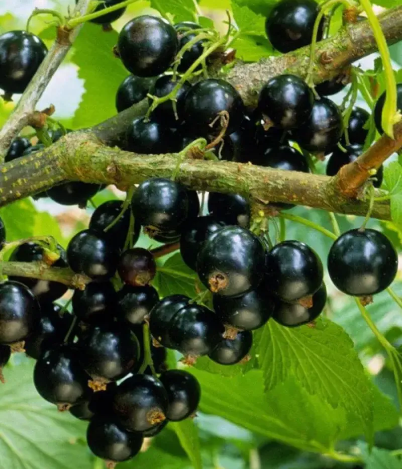 Ríbezľa čierna (Ribes nigrum) VELOJ - Tutifruti, s.r.o.