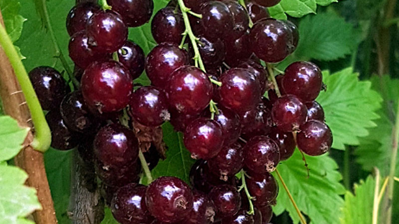 Ríbezľa ‘Vīksnes Sarkanās’: Analýza úrody, chuti a prečo je klenotom pre záhradkárov