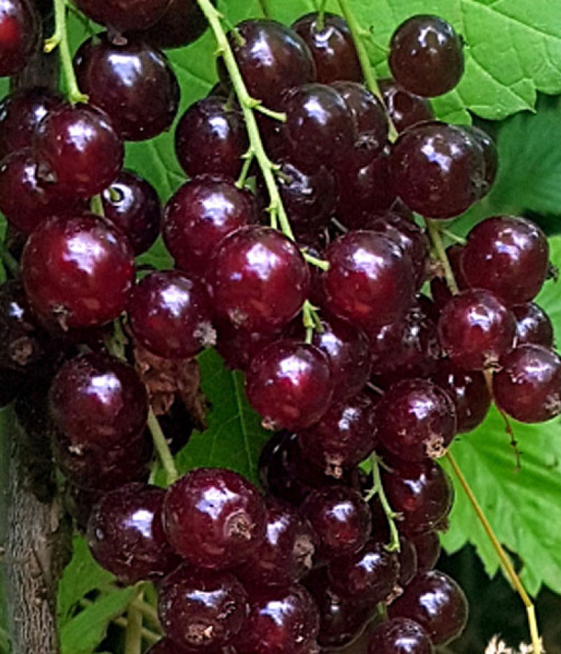 Rote Johannisbeere (Ribes rubrum) VĪKSNES SARKANĀS - Tutifruti, s.r.o.